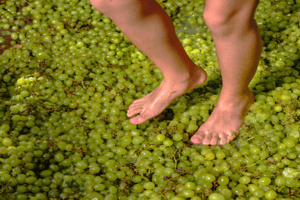 feet stomping grape